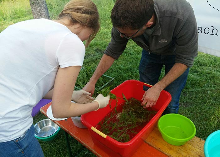 Rucola waschen bei der Schnippeldisko, Foto: Slow Food Youth Hannover